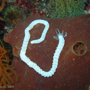 Sipadan and Mabul diving