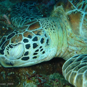 Sipadan and Mabul diving