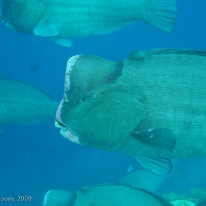 Sipadan and Mabul diving