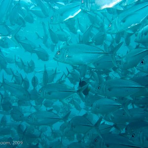 Sipadan and Mabul diving