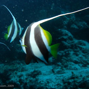 Sipadan and Mabul diving