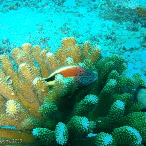 Sipadan and Mabul diving