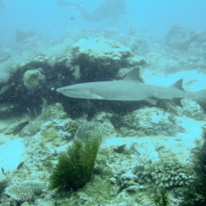 Sipadan and Mabul diving