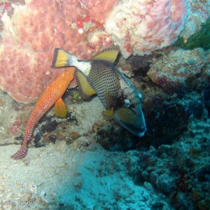 Sipadan and Mabul diving