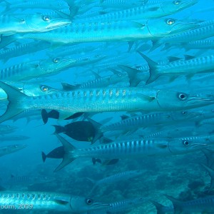 Sipadan and Mabul diving