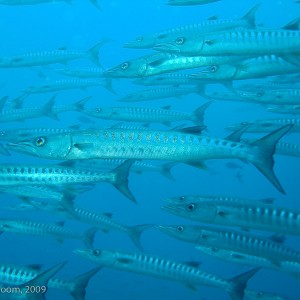 Sipadan and Mabul diving