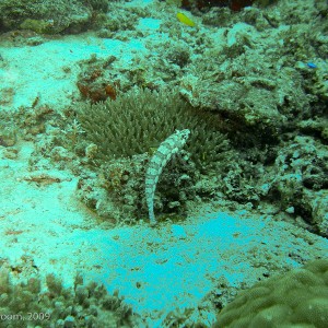 Sipadan and Mabul diving