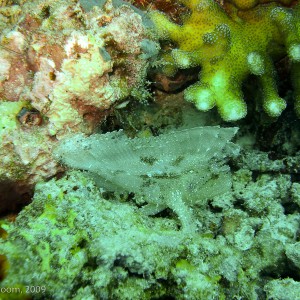 Sipadan and Mabul diving