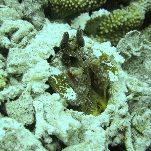 Sipadan and Mabul diving