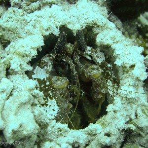 Sipadan and Mabul diving