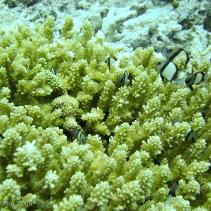 Sipadan and Mabul diving