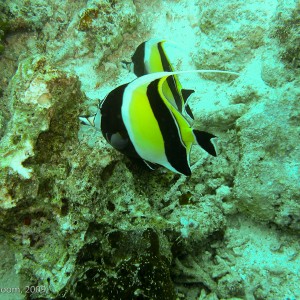 Sipadan and Mabul diving