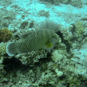 Sipadan and Mabul diving