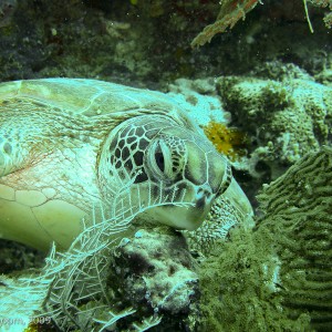 Sipadan and Mabul diving