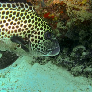 Sipadan and Mabul diving