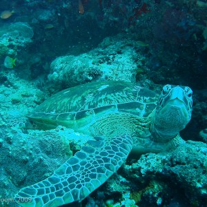 Sipadan and Mabul diving