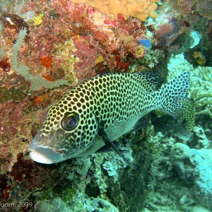 Sipadan and Mabul diving