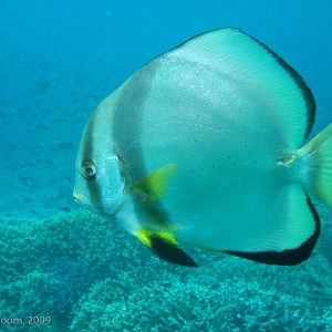 Sipadan and Mabul diving