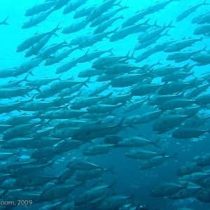 Sipadan and Mabul diving