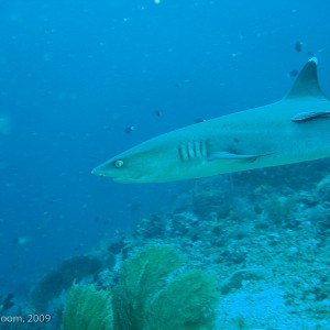 Sipadan and Mabul diving