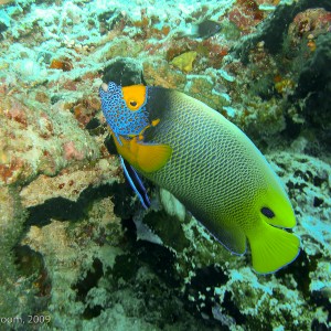 Sipadan and Mabul diving