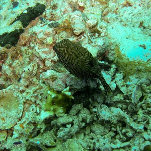 Sipadan and Mabul diving