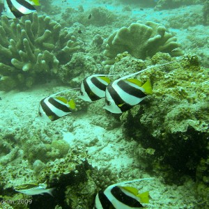 Sipadan and Mabul diving