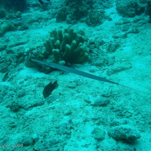 Sipadan and Mabul diving