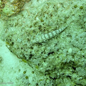 Sipadan and Mabul diving