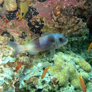 Sipadan and Mabul diving