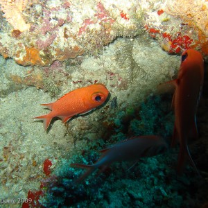 Sipadan and Mabul diving