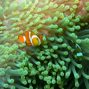 Sipadan and Mabul diving