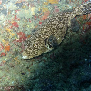 Sipadan and Mabul diving