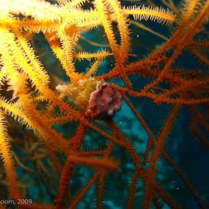 Sipadan and Mabul diving