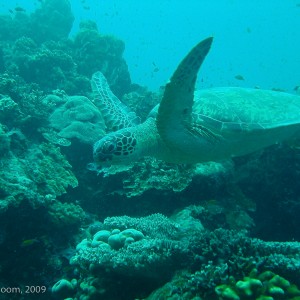 Sipadan and Mabul diving