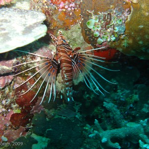 Sipadan and Mabul diving