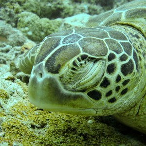 Sipadan and Mabul diving