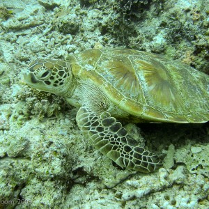 Sipadan and Mabul diving