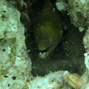 Sipadan and Mabul diving