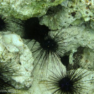 Sipadan and Mabul diving