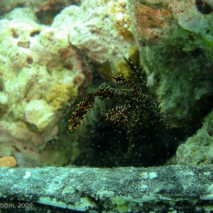 Sipadan and Mabul diving