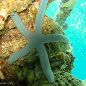 Sipadan and Mabul diving