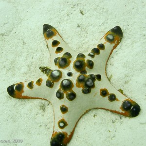 Sipadan and Mabul diving