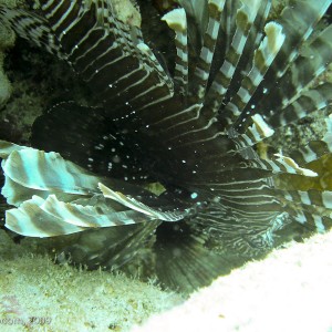 Sipadan and Mabul diving