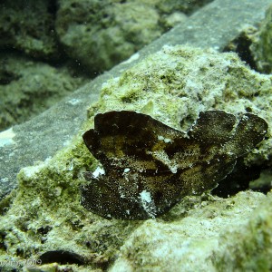 Sipadan and Mabul diving