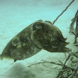 Sipadan and Mabul diving