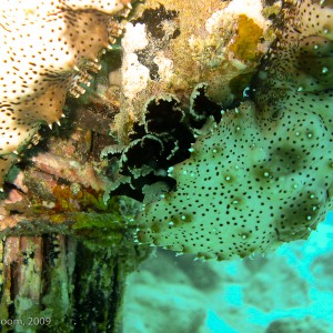 Sipadan and Mabul diving