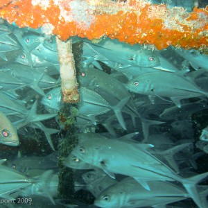 Sipadan and Mabul diving