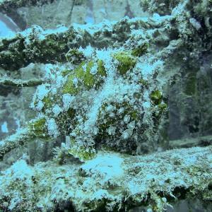 Sipadan and Mabul diving