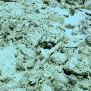 Sipadan and Mabul diving